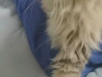RAGDOLL İLE BRİTİSH KIRMASI PAMUK KEDİM