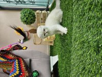 Üst kalite full şecereli scottish fold yavrular