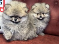 Petmode köpek çiftliğinde ziyarete açık  pomeranian