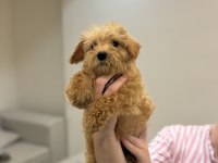 Maltipoo Bebekler 