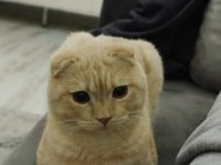 Scottish fold kedimizi sahiplendiriyoruz