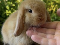 A Kalite Mini Lop Tavşanı Yavrular
