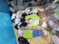 Yavru hamsterlar