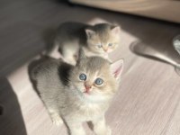 Sahiplendirme british shorthair