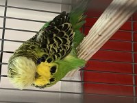 Show Jumbo Erkek Muhabbet Kuşu