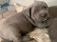 DAHA IYISI VARSA BUYRUN GORELIM SECERELI SAFKAN CANE CORSO