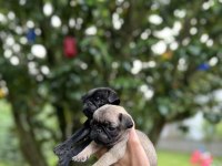 Pug Mops yavrular