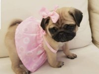 Muhteşem safkan pug yavruları