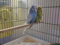 VASIFLI SHOW JUMBO MUHABBET KUŞU TAKIMLAR