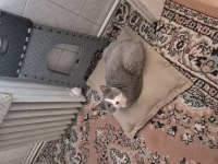 British Shorthair (Melez)