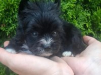 Egzotik yorkshire terrier yavruları
