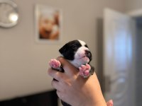 3 Haftalık Safkan French Bulldog Bebekler