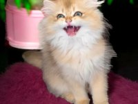 NY11 Golden British Longhair Yavru