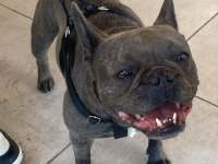 Şımarık French Bulldog Kızımızı Sahiplendiriyoruz