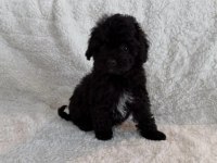 Black yorkshire terrier