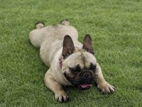 FRENCH BULLDOG FAWN DİŞİ