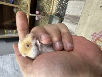 Yavru Uysal Suriye Hamster