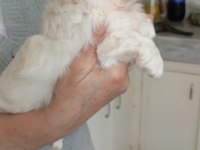 Pekinez yavru köpek dişi ve erkek