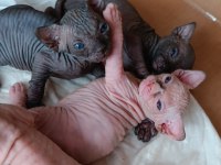 3 haftalık sfenks yavrularımız rezerve satışında
