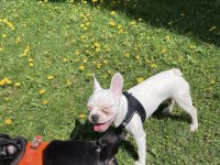 10 EKİM DOĞUMLU 6 AYLIK AŞIRI OYUNCU FRENCH BULLDOG