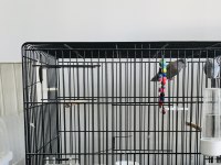 Forpus Takım (Blue Fallow, Pied)