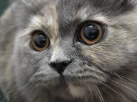 9 aylık dişi british Longhair
