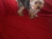 7 aylık şecereli yorkshire terrier