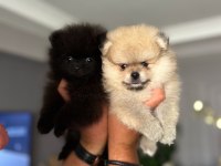 Pomeranian ayıcıklar