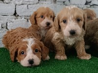 Maltipoo yavrularımız