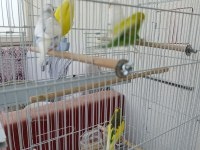 Tek tek veya hepsi birlikte muhabbet kuşlar
