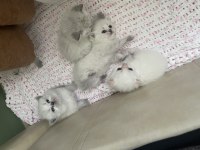 2 Aylık British Longhair Yavru
