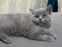 Ev kedileri