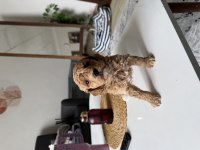 Poodle bebeklerimiz
