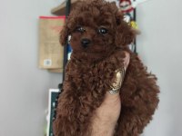 2 aylık aşıları tam tuvalet eğitimli tüy dökmeyen poodle