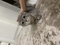 Scottish Fold