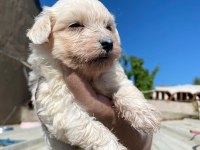 Maltese terrier yavrulari