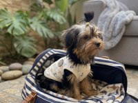 Oyuncu sevecen dişi erkek yavru köpekler