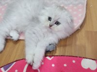 Safkan Scottish Fold ve Straight yavrular Catteryden