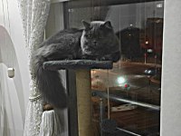 Kızımıza eş arıyoruz british longhair