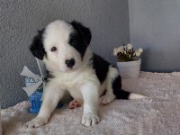 Border Collie Yavru Köpeklerimiz