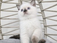 SAFKAN MAVİŞ GÖZLÜ EŞSİZ GÜZELLİKTE KEDİLERİM