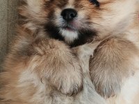 1.5 aylık pomeranian köpekler