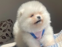 A KALİTE POMERANİAN TEDDY BEAR