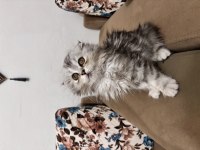 scottish fold longhair