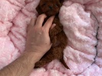 Kore poodle yavrular