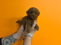 IRK VE SAĞLIK GARANTİLİ TOY POODLE YAVRULARIMIZ