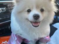 1 yaşında dişi pomeranian boo