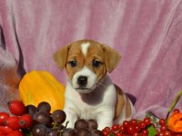 MASKE FİLM ESİNTİSİ JACK RUSSELL