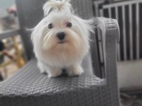 Mini Boy Maltese Bebekler