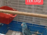 2 takım forpus papağanı